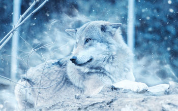 Winter Wolf screenshot