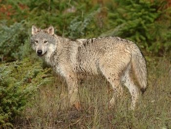 Wolf In Clearing, Montana screenshot