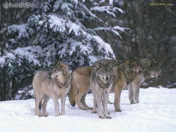 Wolfs screenshot