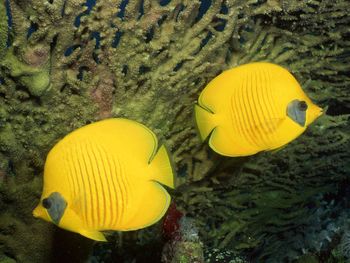 Yellow Couple Fish screenshot