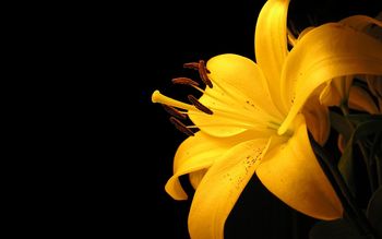 Yellow Lily Flower screenshot