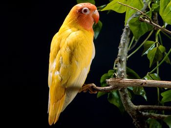 Yellow Parrot screenshot