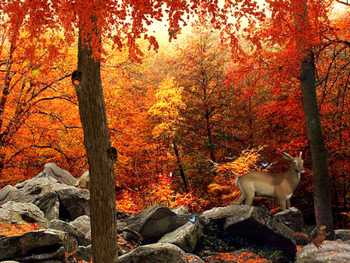 3D Autumn Woods screenshot