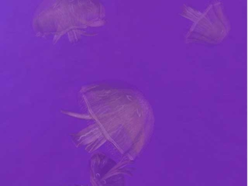 3D Moon Jellies screenshot