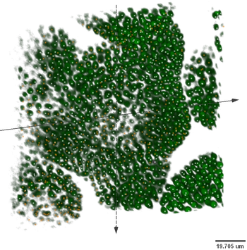 3D Nuclei Detector Matlab Toolbox screenshot