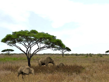 3D Serengeti Safari screenshot