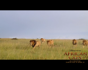 African Cats screenshot