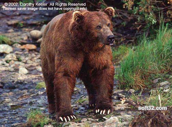 Alaska's Majestic Wildlife screenshot
