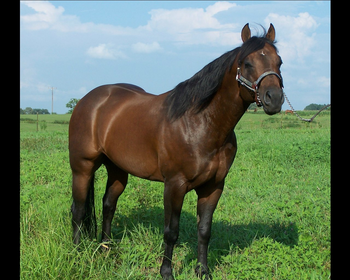 American Quarter Horse Screensavers screenshot