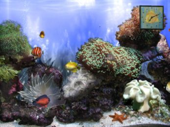 Anemone`s Reef screenshot