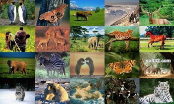 Animals Photo Screensaver Volume 1 screenshot 2