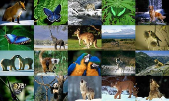 Animals Photo Screensaver Volume 2 screenshot