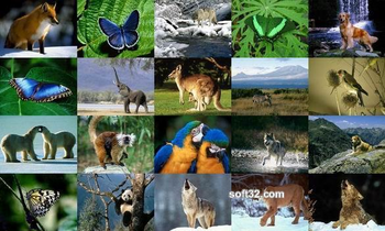 Animals Photo Screensaver Volume 2 screenshot 2