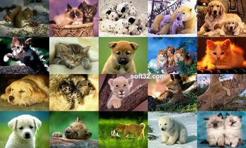 Animals Photo Screensaver Volume 3 screenshot 2