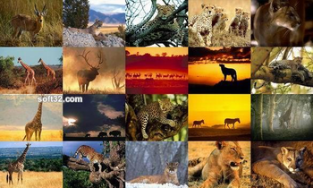 Animals Photo Screensaver Volume 4 screenshot 2