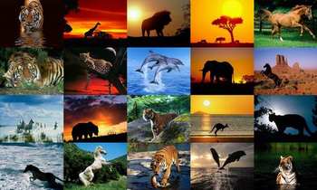 Animals Photo Screensaver Volume 5 screenshot