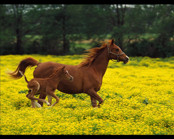 Arabian Horse Screensavers screenshot