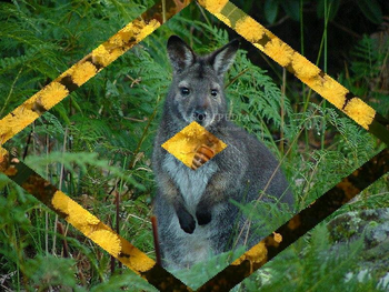 Aussie Native Animals Screensaver screenshot 3