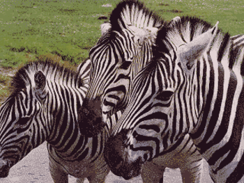 Awesome Creatures Screen Saver screenshot 2