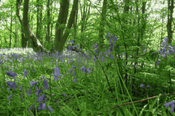 Beautiful Britain spring screensaver screenshot