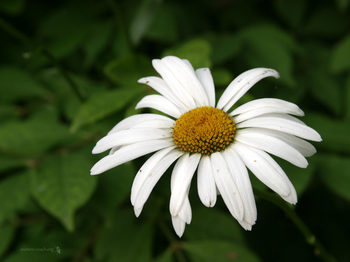 Beautiful Flowers screenshot 2