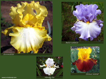Beautiful Iris Screen Saver screenshot 2