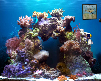 Beautiful Reef - Animated Wallpaper screenshot
