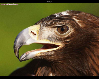 Big Birds Screensaver screenshot