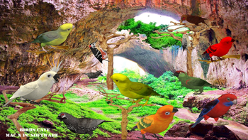 Birds Cave screenshot