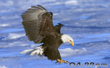 Birds of Prey Free Screensaver screenshot