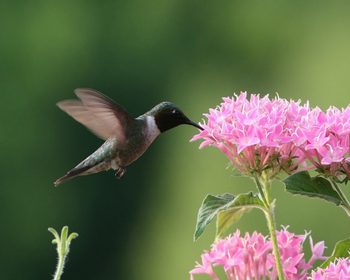 Birds Photo Screensaver screenshot