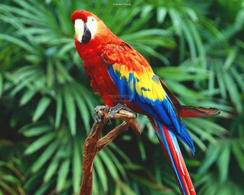Birds Screensaver screenshot
