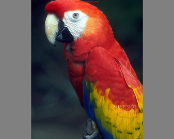 Birds Screensaver screenshot