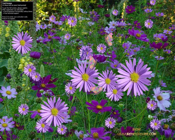 Bloomin Screensaver screenshot 3