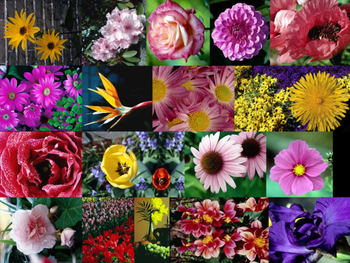 Bouquets and Blossoms Slide Show screenshot