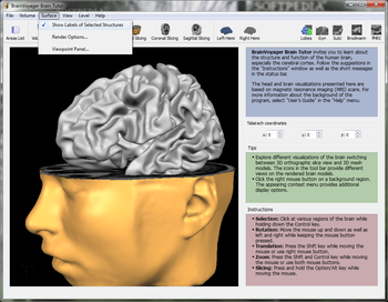 BrainVoyager Brain Tutor screenshot 3