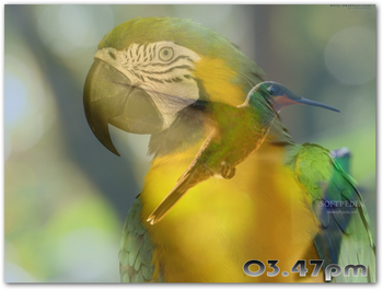 Bright Birds Free Screensaver screenshot
