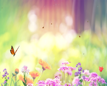Butterfly Paradise Screensaver screenshot