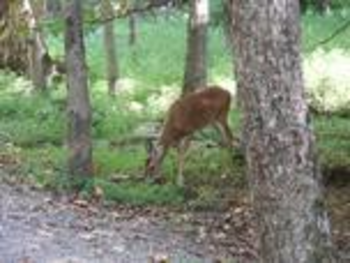 Cades Cove Scenes Screensaver screenshot 3