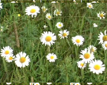 Camomiles Screensaver screenshot