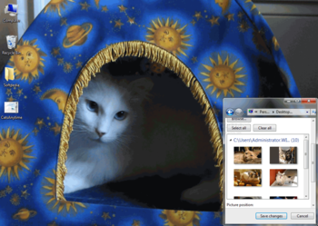 Cats Anytime Theme screenshot