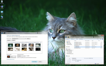 Cats Everywhere Windows 7 Theme screenshot