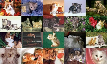 Cats Photo Screensaver screenshot 3