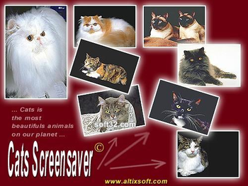 Cats Screensaver screenshot 3