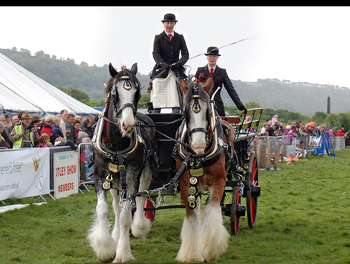 Clydesdale Horse Screensavers screenshot