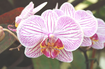 Conservatory of Flowers Orchid Screensaver screenshot