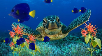 Coral Reef Aquarium Screensaver screenshot 2