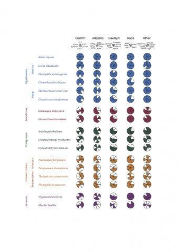 Coulson Plot Generator screenshot 2