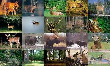 Deer Photo Screensaver screenshot