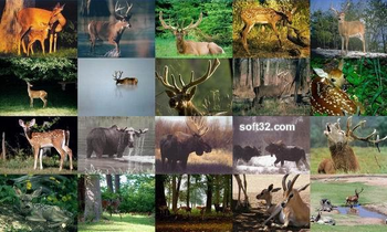 Deer Photo Screensaver screenshot 3